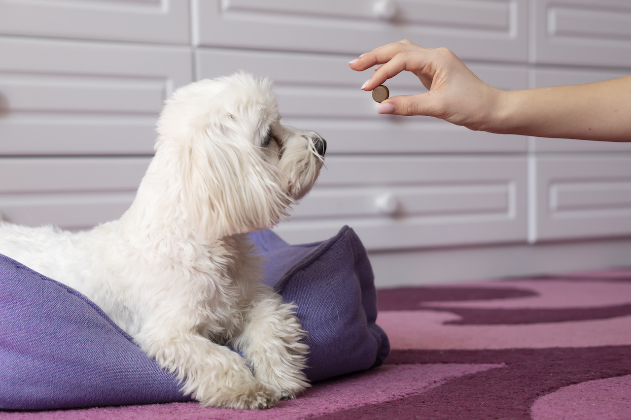 Human hand  gives the maltese dog tablet  protection tick   . Tick And Flea Prevention concept .