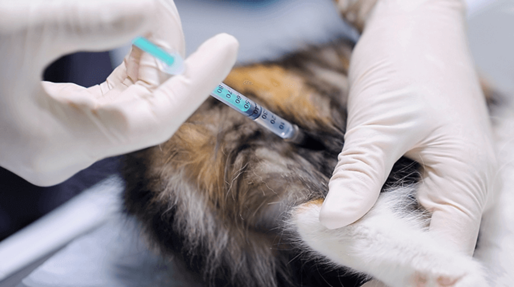 pet vaccination in st paul mn