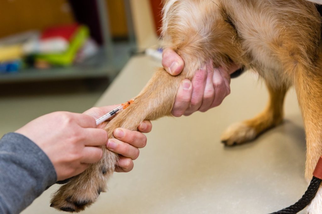 Veterinarian Near Me 55106 St. Paul Veterinary Hospital Life Care