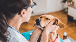 Pet Laser Therapy in St. Pete, MN