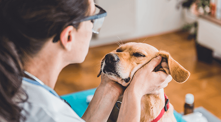 Pet Laser Therapy in St. Pete, MN Pet Laser Therapy in St. Pete, MN