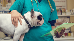 veterinary surgery in st paul mn