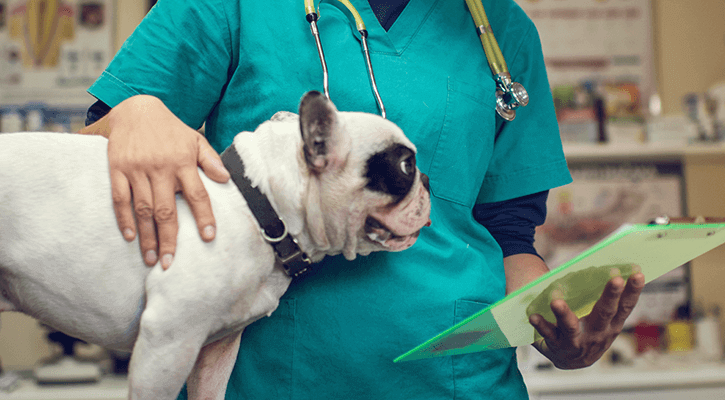 veterinary surgery in st paul mn
