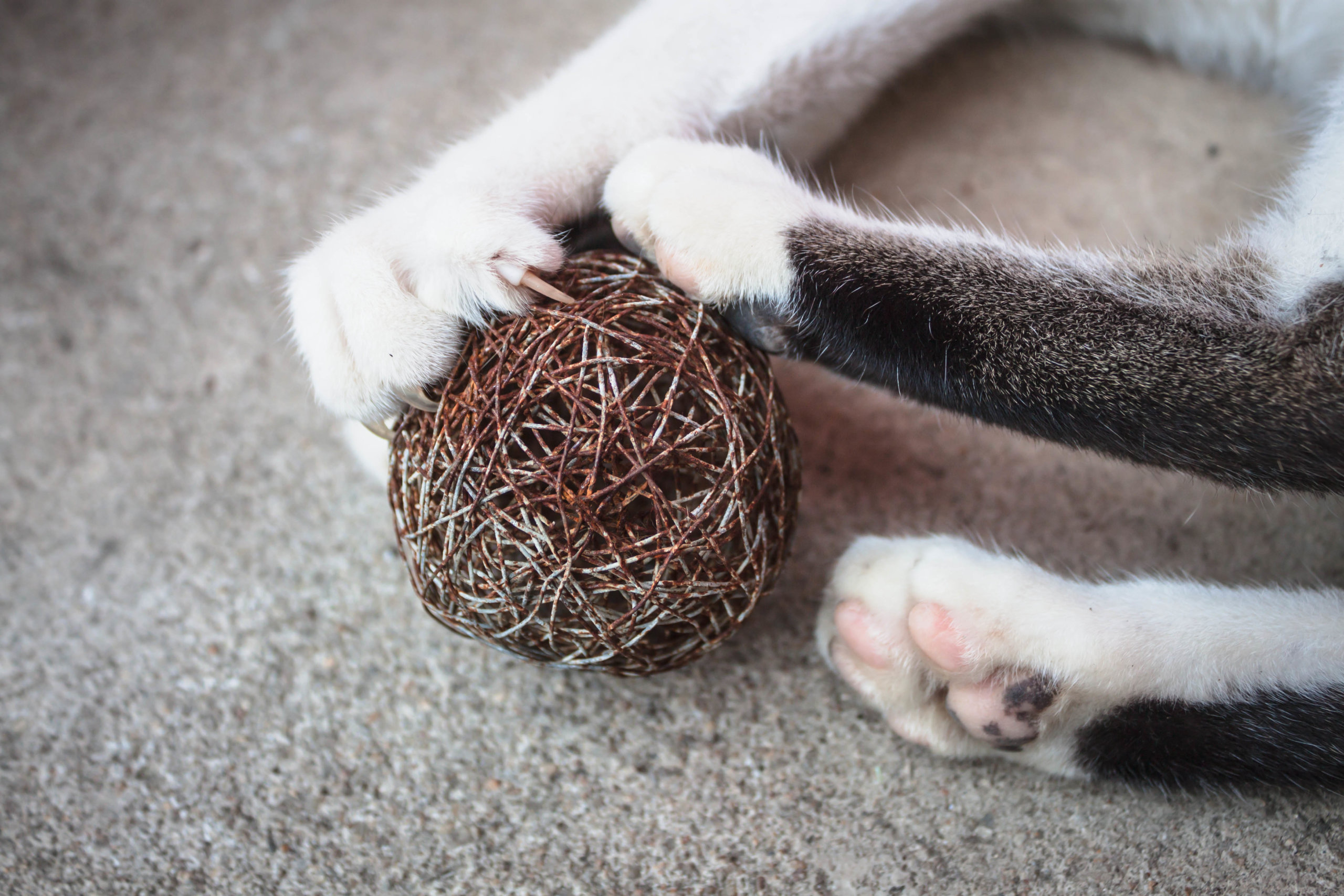 Declawing Alternatives in St. Paul, MN